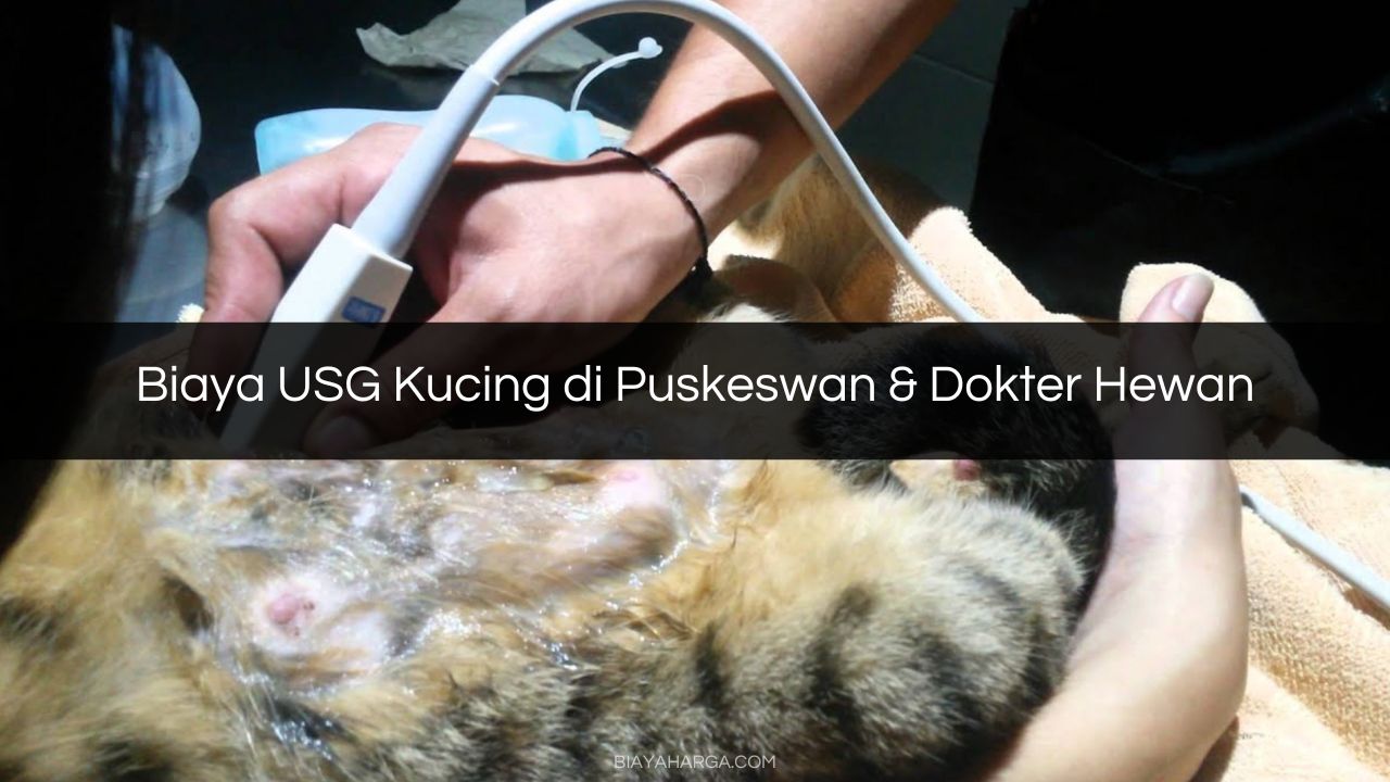 Biaya USG Kucing di Puskeswan & Dokter Hewan