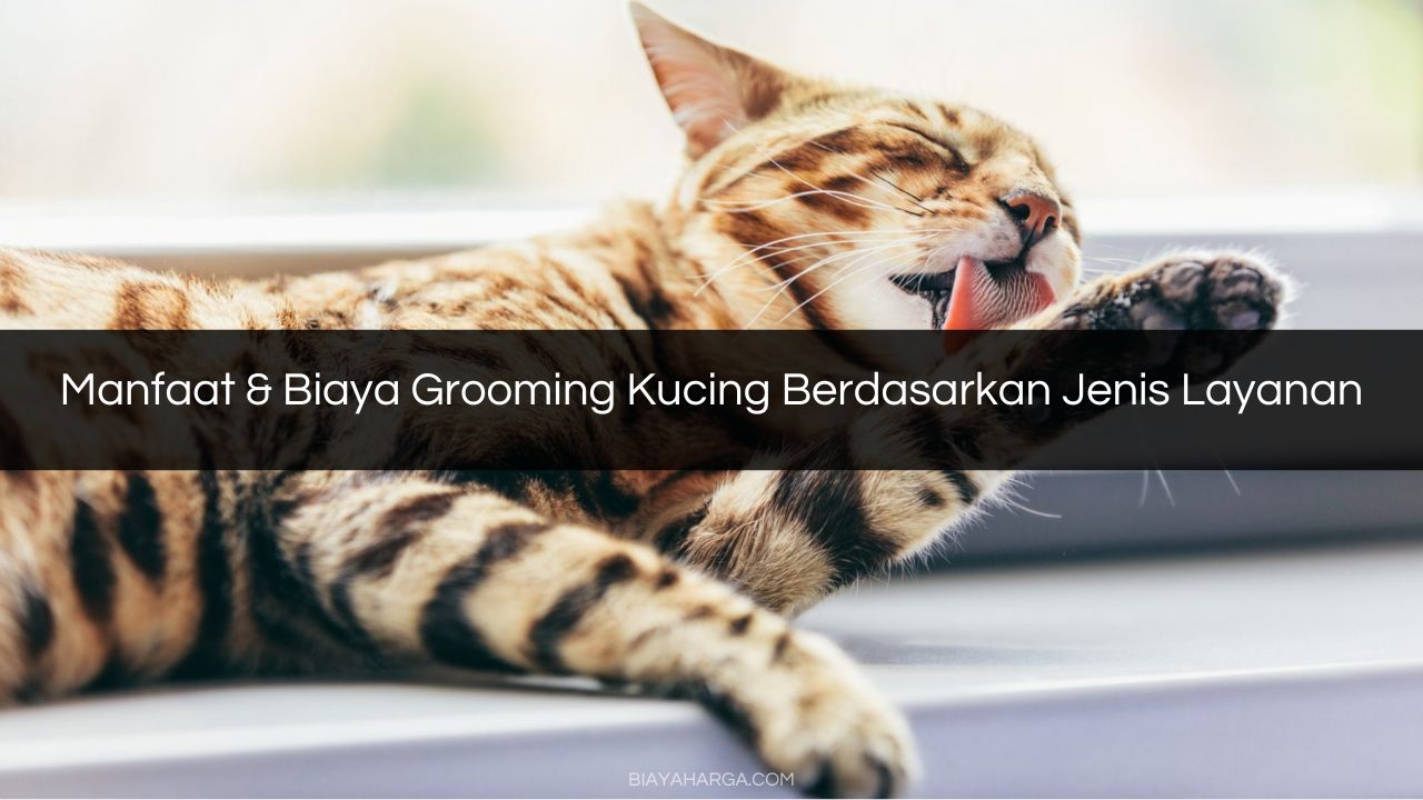 Manfaat & Biaya Grooming Kucing Berdasarkan Jenis Layanan